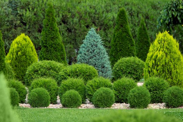 Bush Shaping Service in Mount Juliet