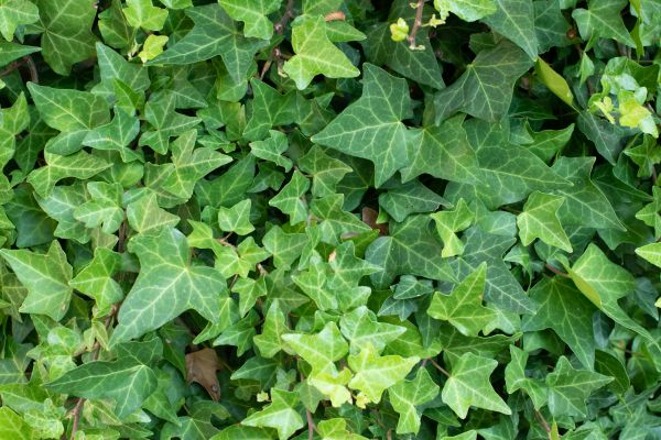 Cost of English Ivy Removal in Mount Juliet