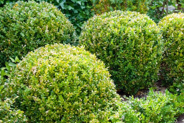 Cost of Landscape Trimming Service in Mount Juliet