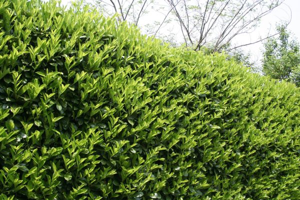 Cost of Laurel Removal in Mount Juliet