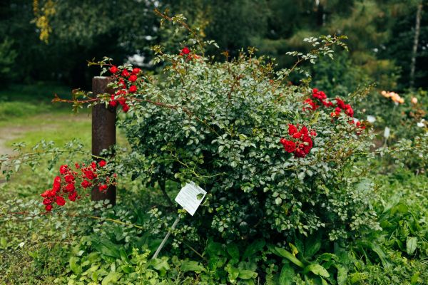 Cost of Rose Bush Removal in Mount Juliet