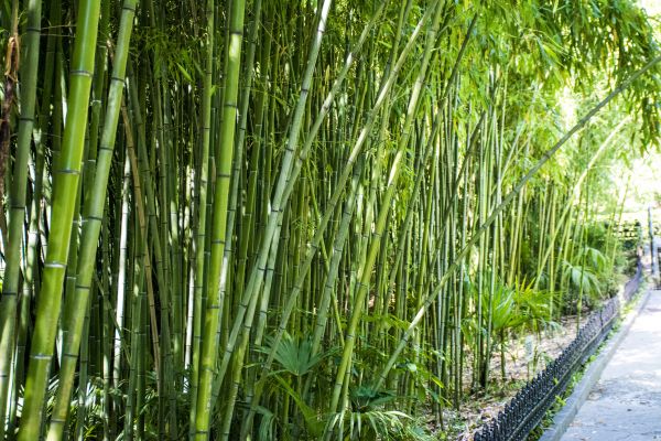 Cost of Bamboo Root Removal in Mount Juliet