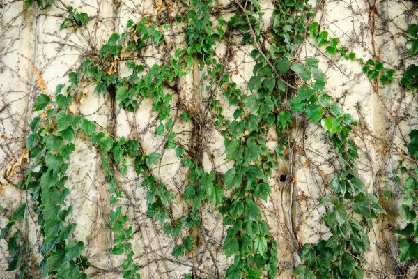 Cost of Vine Removal Service in Mount Juliet