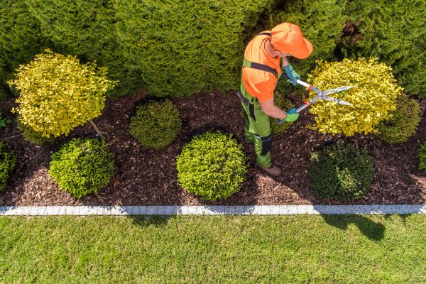 Cost of Topiary Trimming in Mount Juliet