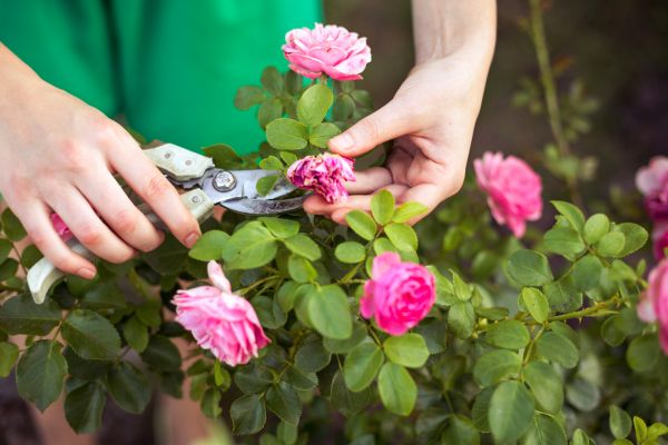 Rose Shearing in Mount Juliet