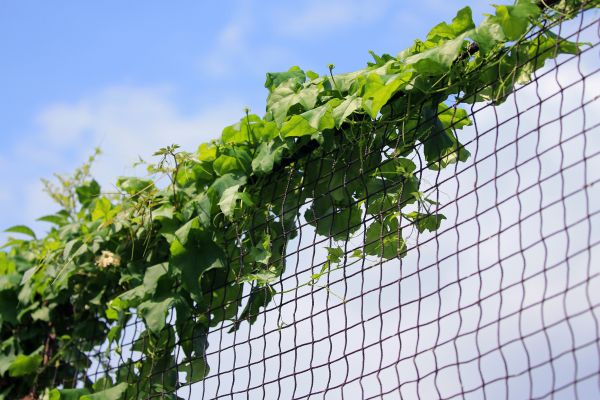 Ivy Management Service