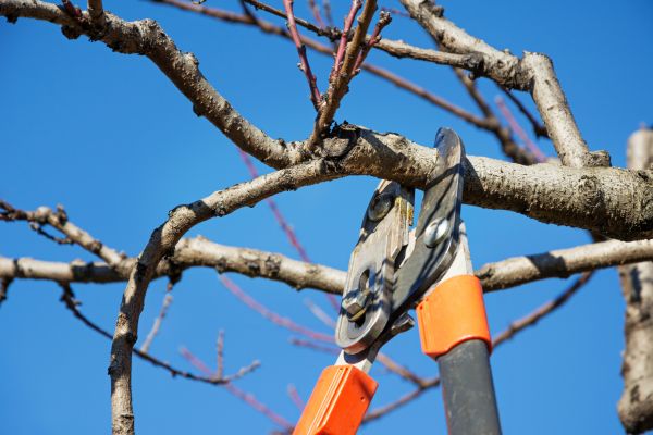 Cost of Selective Pruning in Mount Juliet