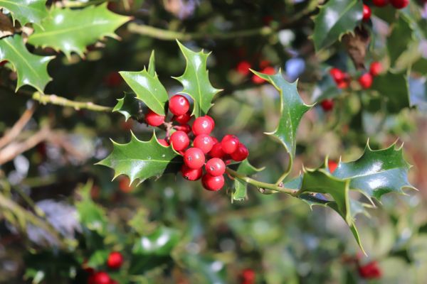 Holly Tree Trimming in Mount Juliet
