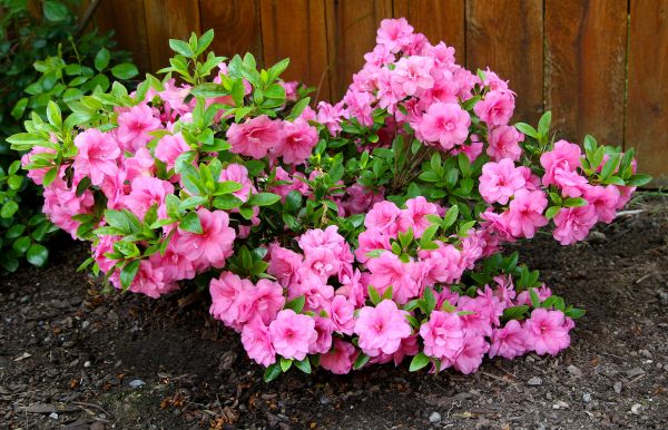 Azaleas Removal in Mount Juliet