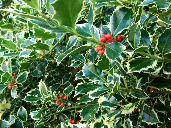 Holly Bushes Trimming in Mount Juliet