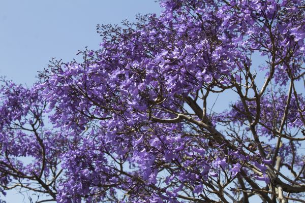 Jacaranda Tree Care