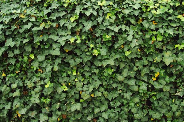Ivy Pruning service in Mount Juliet