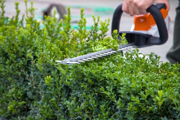 Cost of Evergreen Hedge Trimming in Mount Juliet