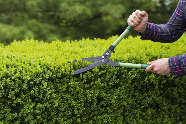 Cost of Evergreen Shrub Pruning in Mount Juliet