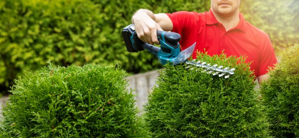 Hedge Shaping Service in Mount Juliet