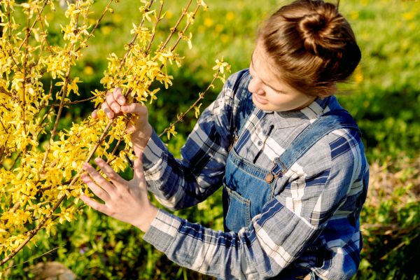 Forsythia Trimming in Mount Juliet