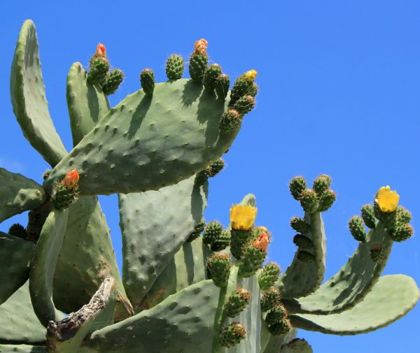 Cost of Cactus Removal in Mount Juliet