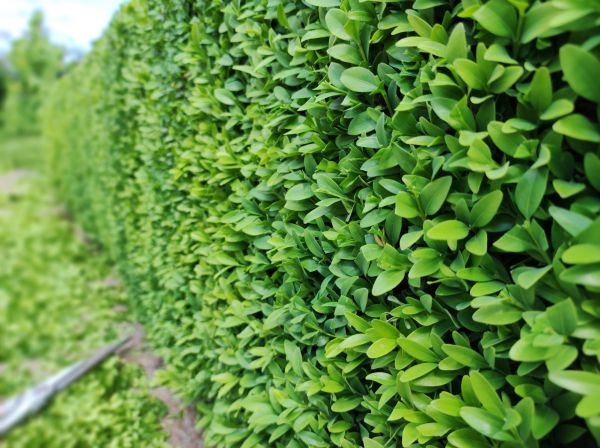 Cost of Boxwood Pruning in Mount Juliet