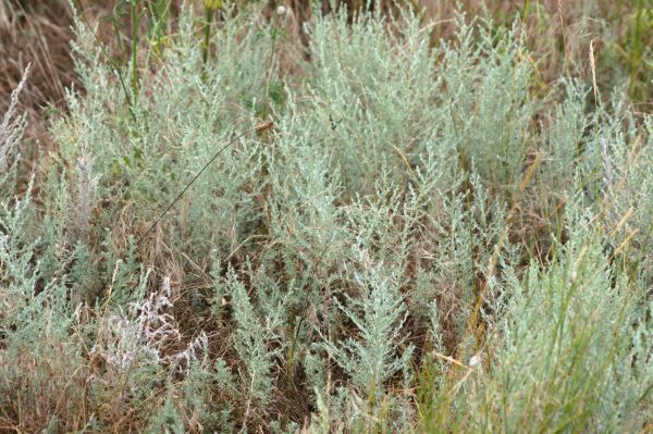 Sagebrush Management