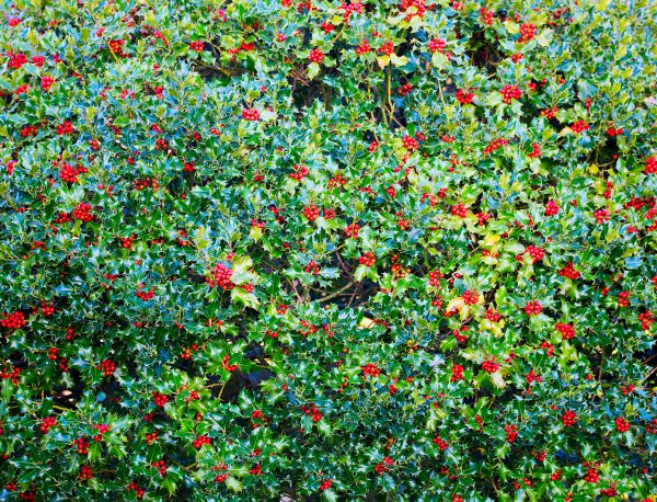 Cost of Holly Bush Removal in Mount Juliet