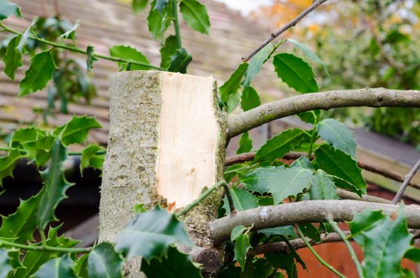 Cost of Holly Tree Removal in Mount Juliet