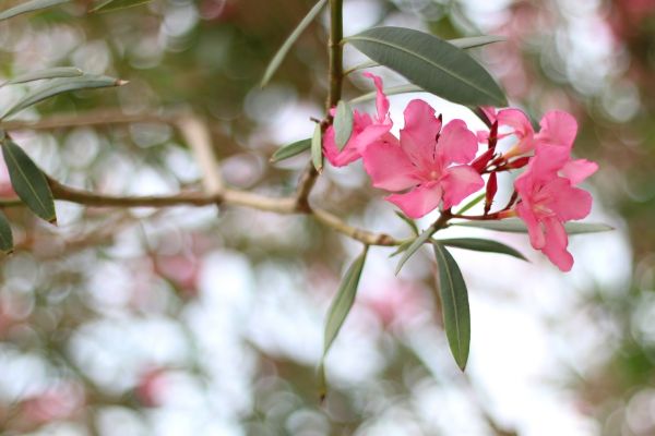 Cost of Oleander Removal in Mount Juliet