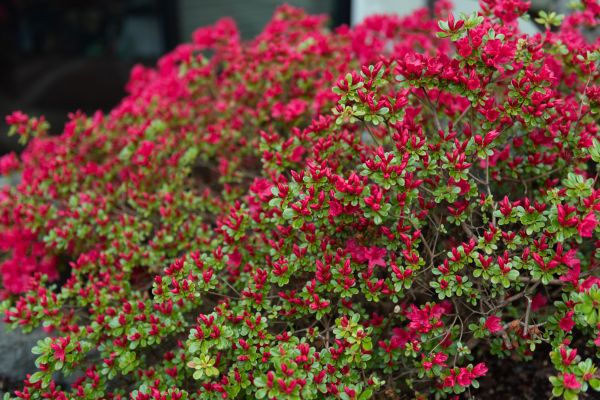 Weigela Removal Service in Mount Juliet