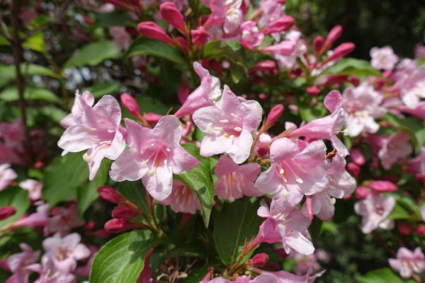 Weigela Pruning Service in Mount Juliet