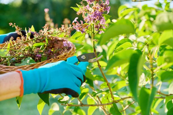 Lilac Trimming Service in Mount Juliet