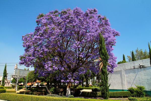 Cost of Jacaranda Pruning in Mount Juliet