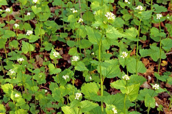 Cost of Garlic Mustard Removal in Mount Juliet