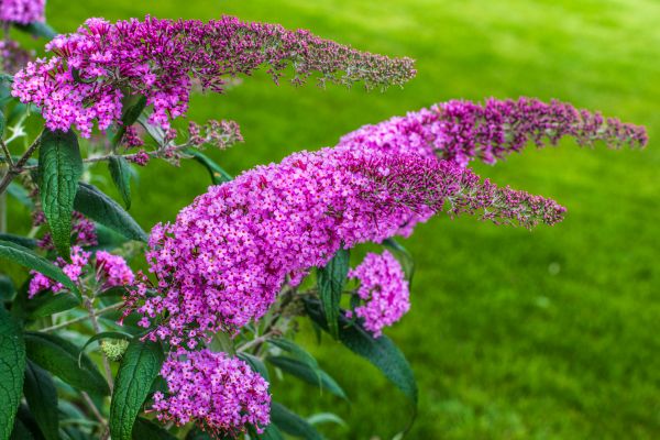 Cost of Butterfly Bush Removal in Mount Juliet