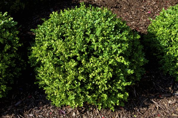 Cost of Boxwood Removal in Mount Juliet