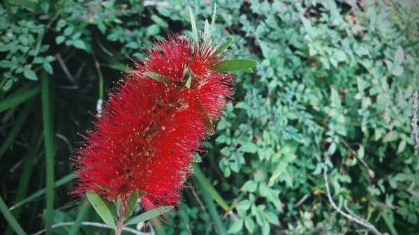 Cost of Bottlebrush Pruning in Mount Juliet