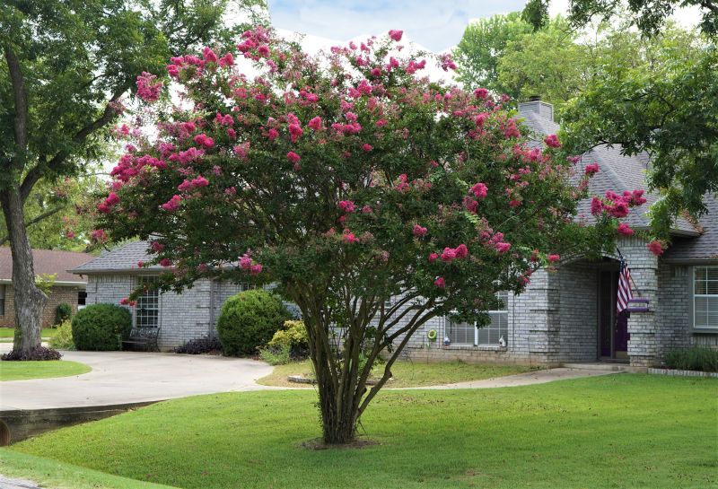 Crepe Myrtle Pruning